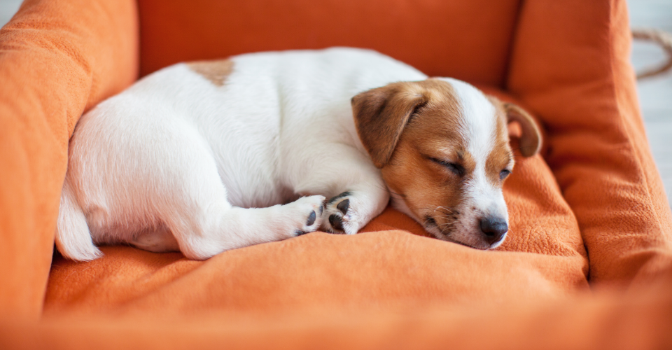 WHAT DOES MY DOG’S SLEEPING POSITION MEAN?