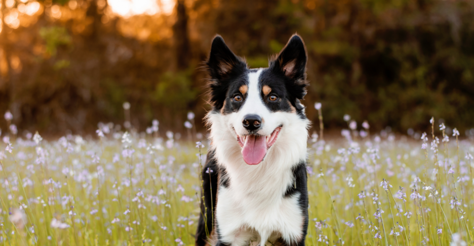 HERDING BREEDS: DOGS WITH LEADERSHIP INSTINCTS