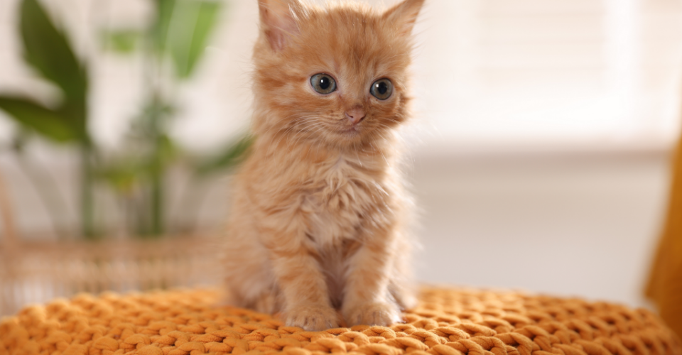 QUIZ: HOW TO KNOW IF YOU’RE READY FOR A PET