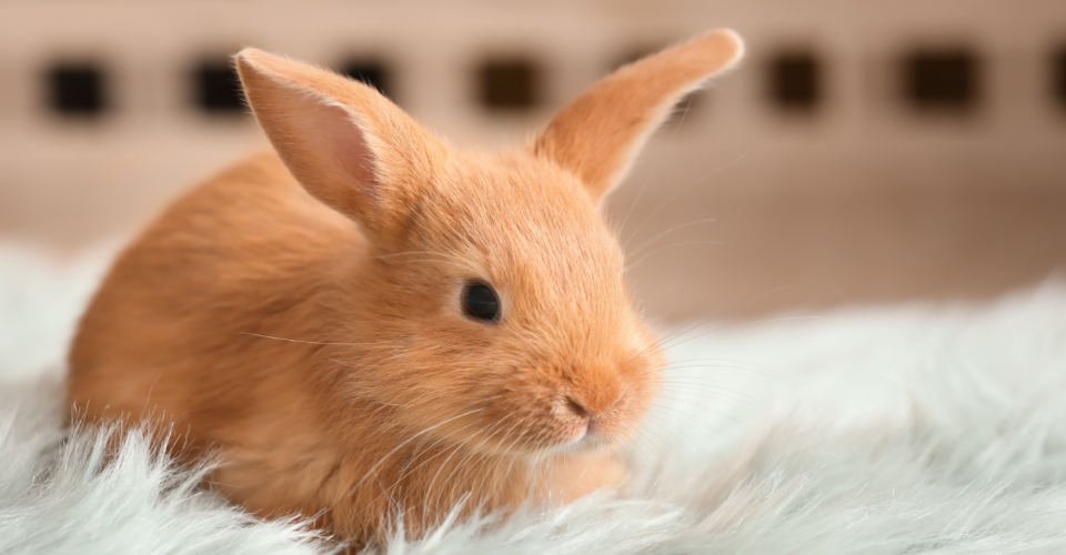 TOP 6 BUNNY BREEDS IN SOUTH AFRICA