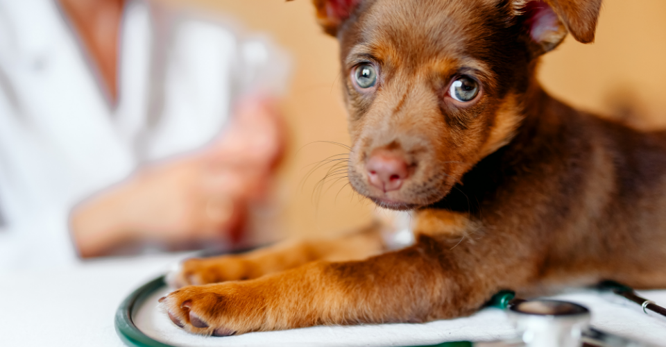 CANINE PARVOVIRUS: SYMPTOMS, TREATMENT AND PREVENTIONS