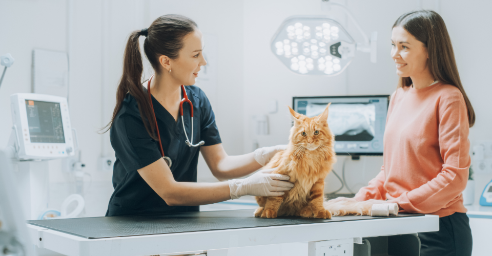 FELINE KIDNEY HEALTH: TIPS, DISEASE PREVENTION AND CARE