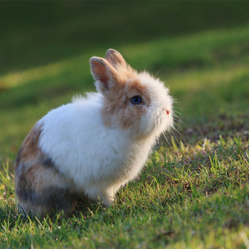 netherland dwarf rabbit