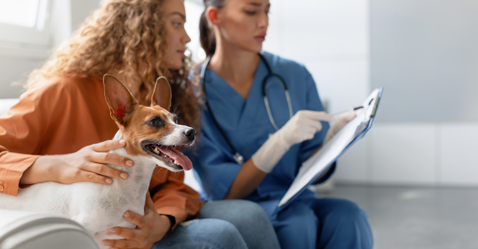 INSURANCE FOR VETS: TAILORED PROTECTION FOR YOUR VETERINARY PRACTICE
