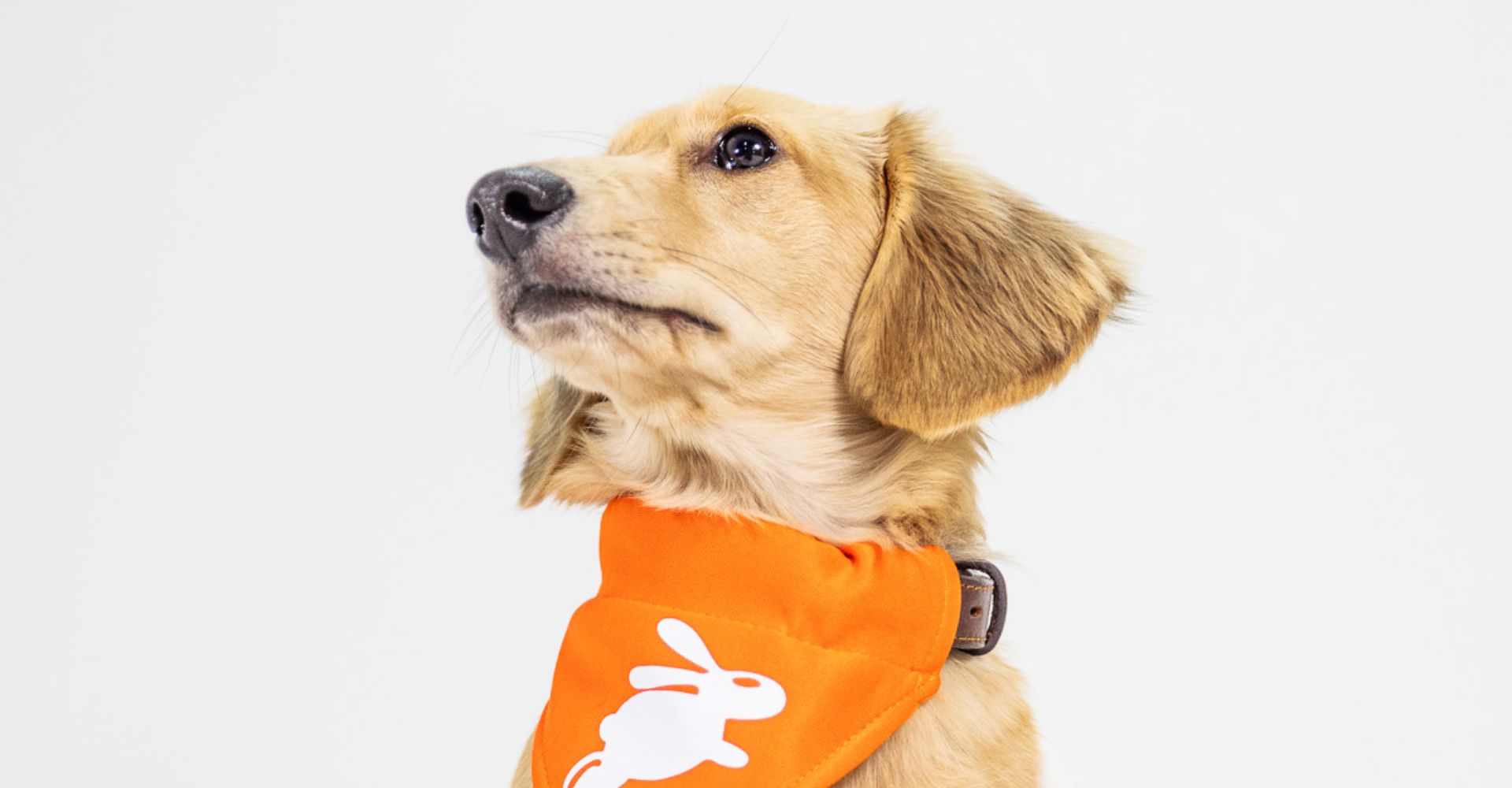 PET INSURANCE THAT ADDS VALUE: GIVE YOUR POLICY A TREAT!