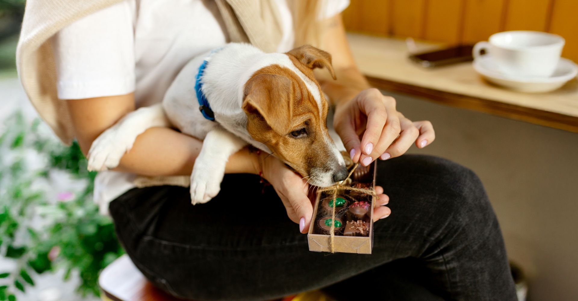 TOP 15 FOODS DOGS SHOULD NEVER EAT AND WHY