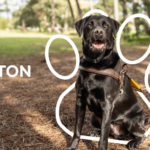 Winston the new guide dog graduate