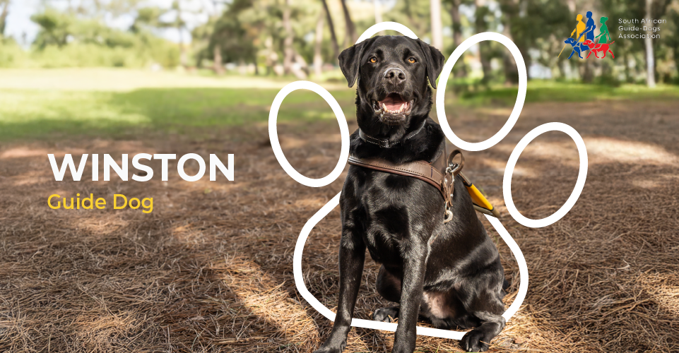 HERO IN A HARNESS: WINSTON BEGINS HIS GUIDE-DOG JOURNEY