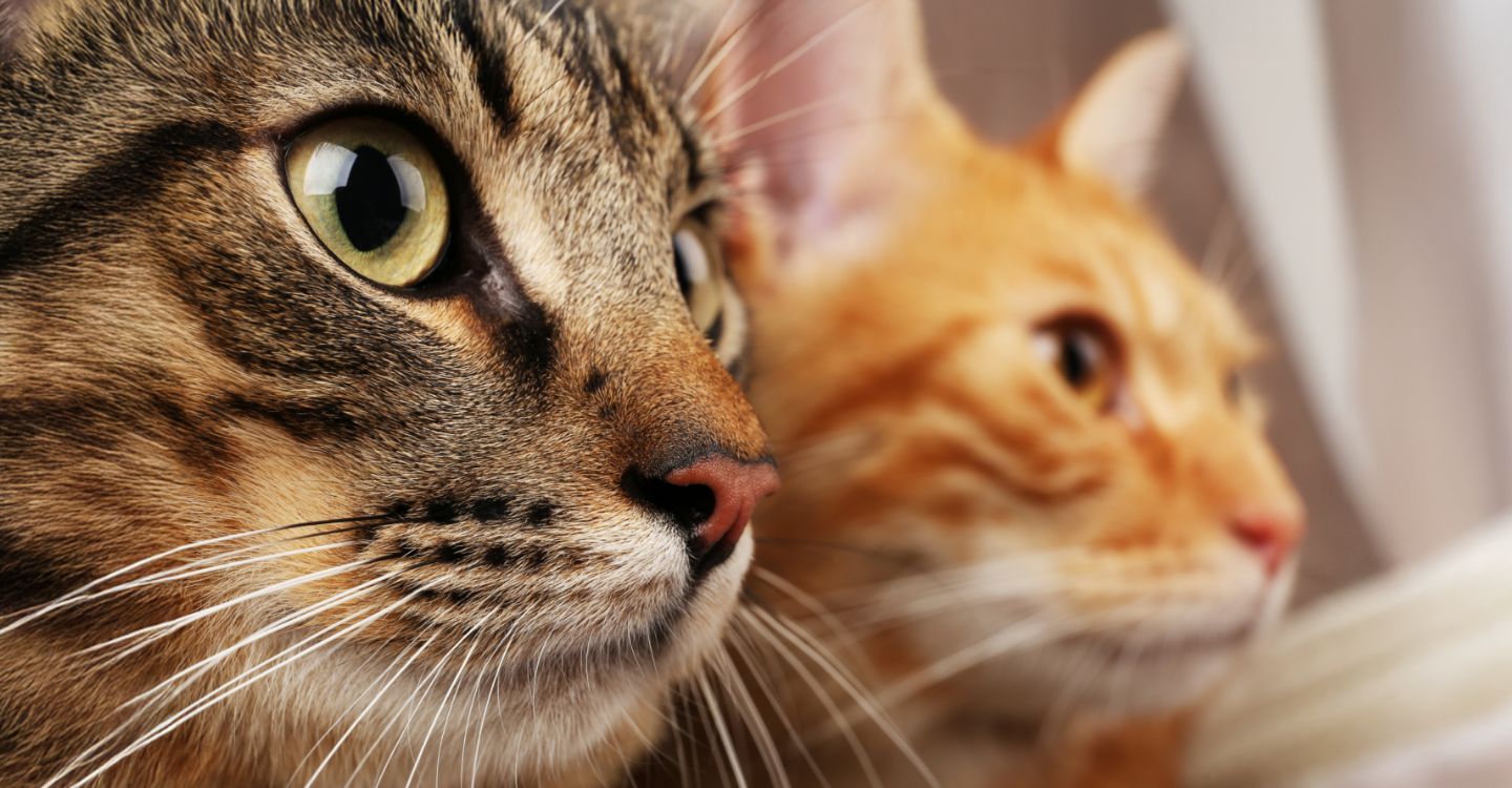 HOW LONG DO CATS LIVE? TIPS TO HELP YOUR PET THRIVE